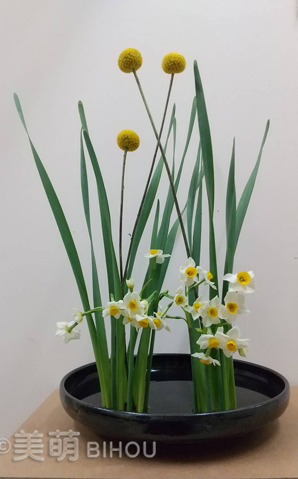 面の構成 (線の集合による)
花材:水仙・マム
花器:陶器花器丸水盤 黒